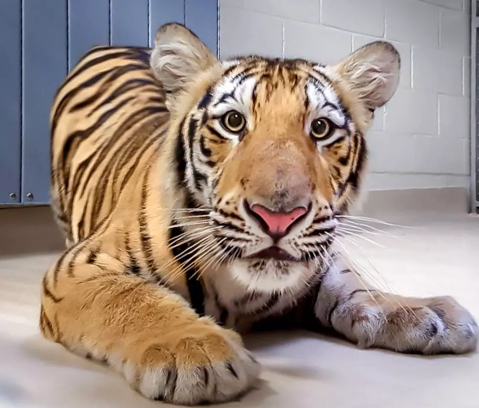 Could &#8220;Harvey&#8221; Be the Next Mike the Tiger?