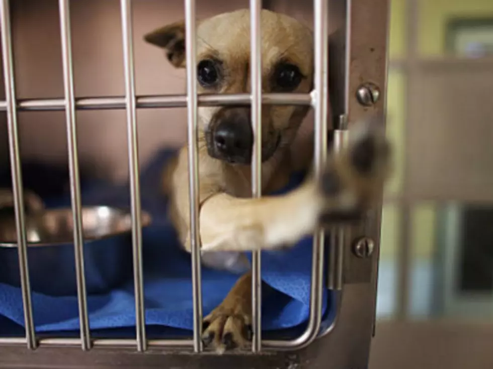 Is There A Dog Selling Ring At Caddo Animal Shelter? [VIDEO]
