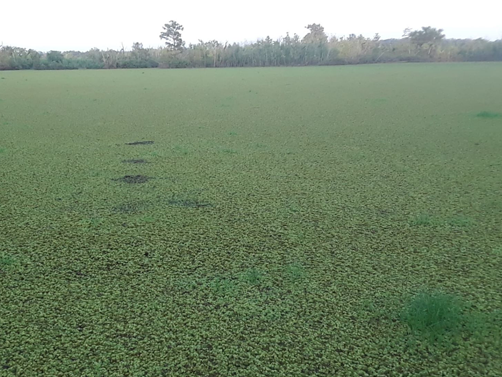 Salvinia Completely Covers Local Lake