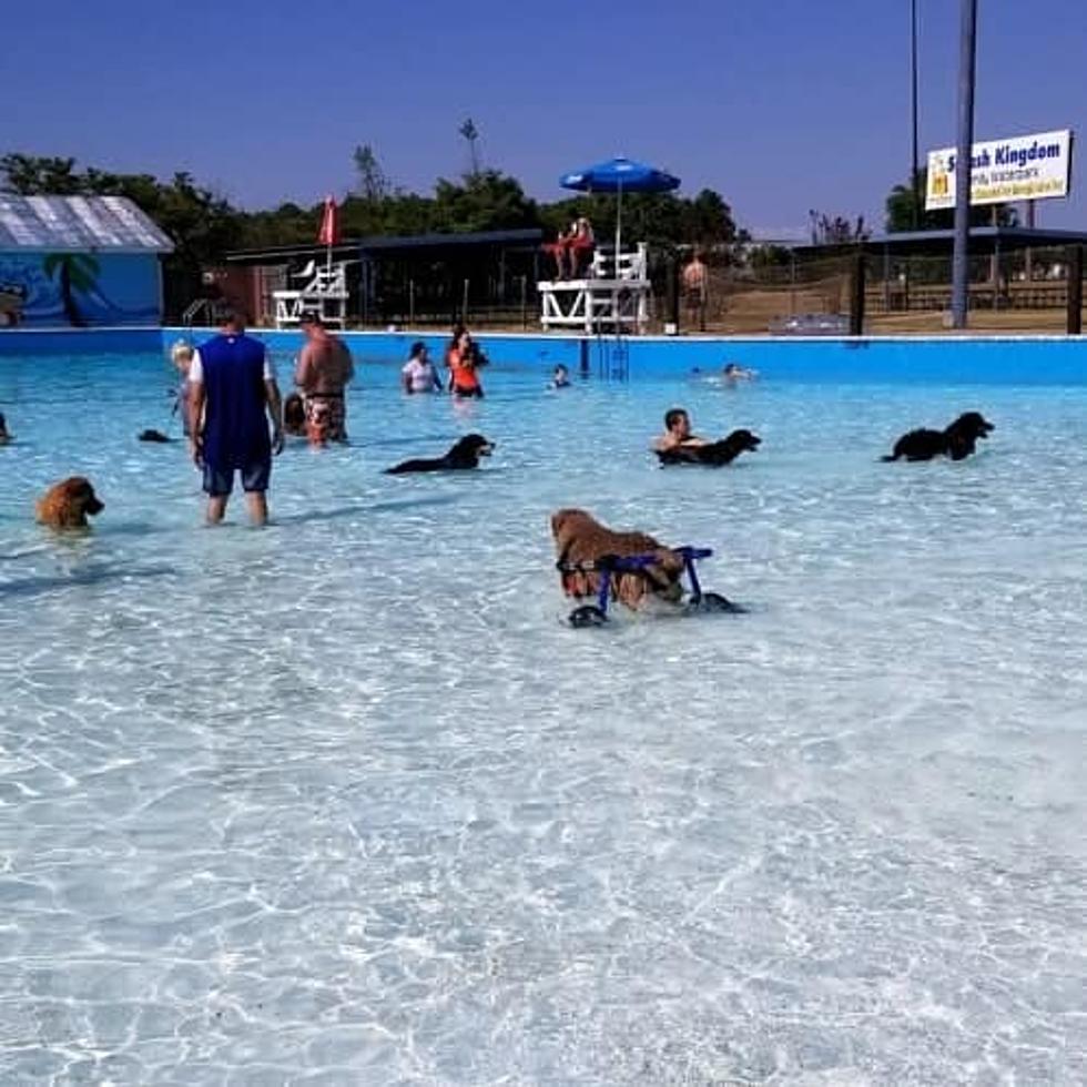 Splash Kingdom Goes to the Dogs