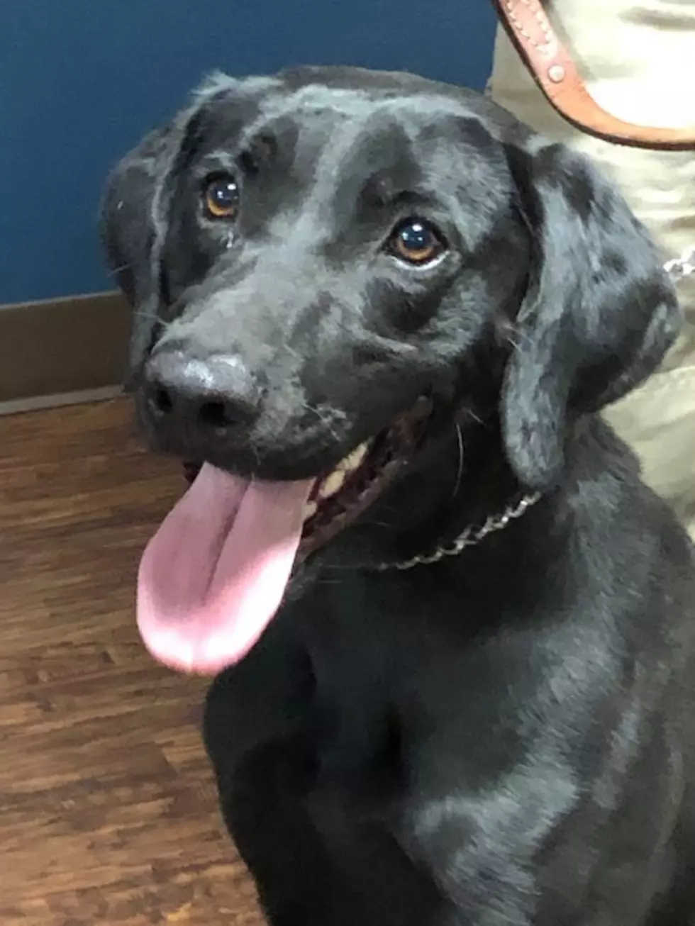 Caddo Parish Sheriff’s Office Hires A New K-9