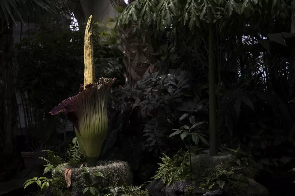 Rare Corpse Flower To Bloom At Northwestern State University