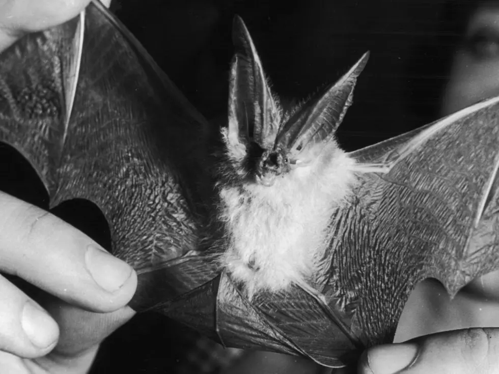 Could Last Week&#8217;s Cold Have Killed the Fairgrounds Field Bats?