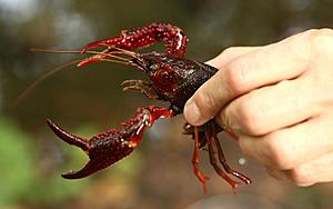 Where in Lafayette, Louisiana You Can Get Boiled and Live Crawfish...