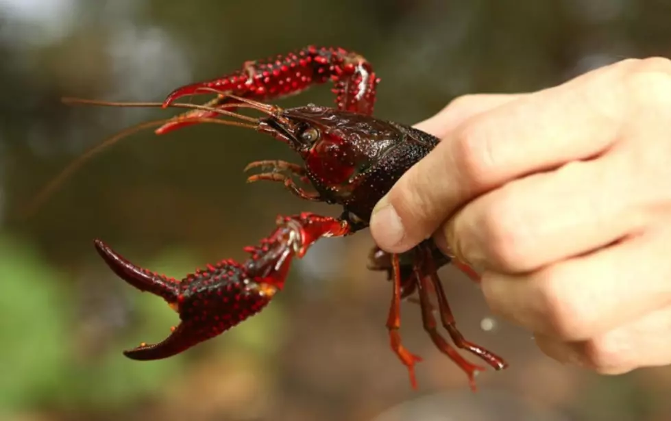 Record Drought, Heat to Impact Crawfish Season in Louisiana