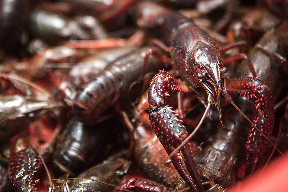 How Much Are Crawfish in Shreveport This Week?