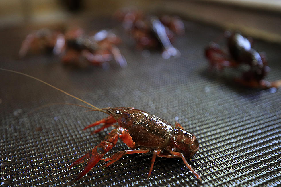Crawfish Prices Fall Just a Bit in Shreveport for April