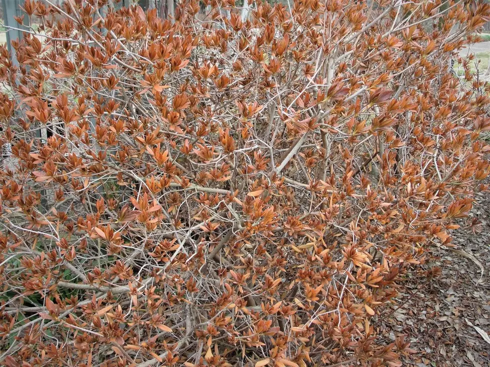 Azaleas at Shreveport’s Norton Art Gallery Damaged in Freeze