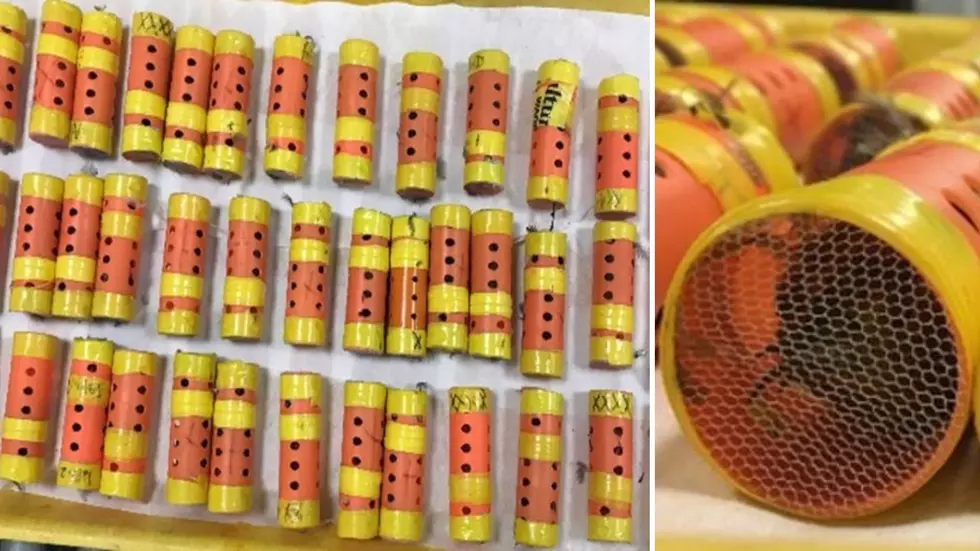 Finches Discovered in Hair Rollers at Airport