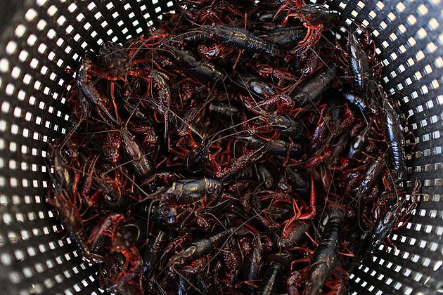 Only in Louisiana: Man Busted for Illegal Crawfishing, DWI, Drugs