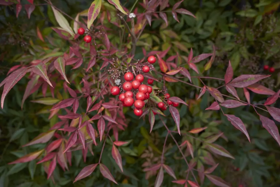 Why You Should Cut These Red Berries Off of Your Bushes