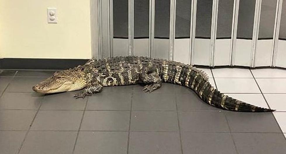 Alligator invades Florida Post Office