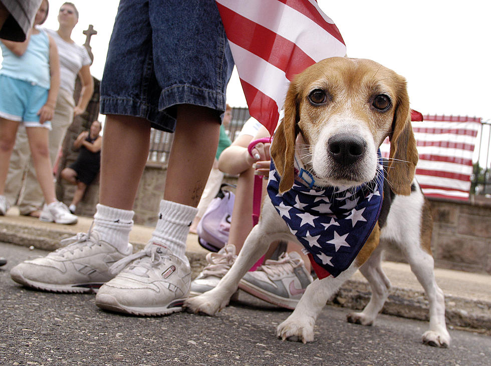 Fourth of July Pet Safety: How to Keep Your Animals Calm