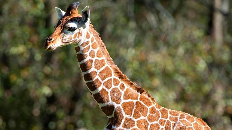 Giraffe Named for Joe Burrow Dies in Baton Rouge