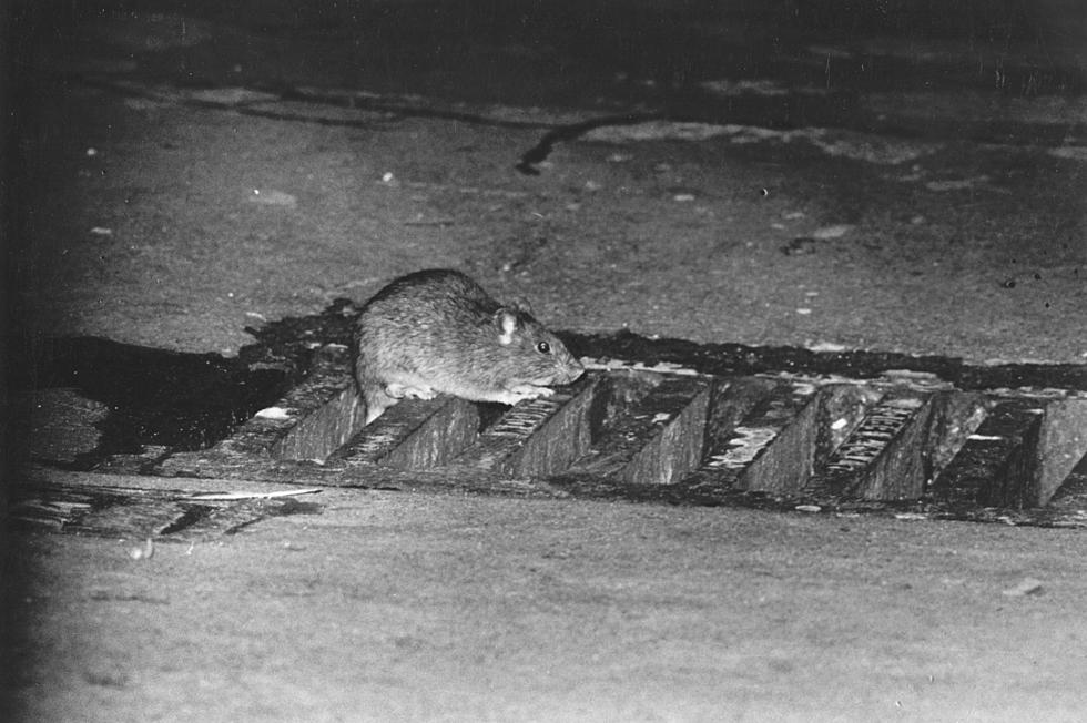 New Orleans Ranked As One Of The 50 Rattiest Cities In America