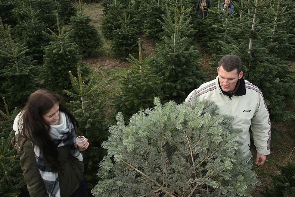 Best Places for Christmas Trees in Shreveport, Bossier City