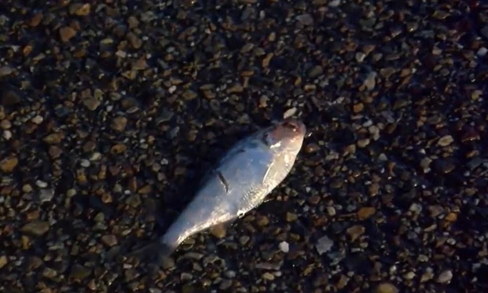 It Really Was Raining Fish Wednesday Afternoon in Texarkana