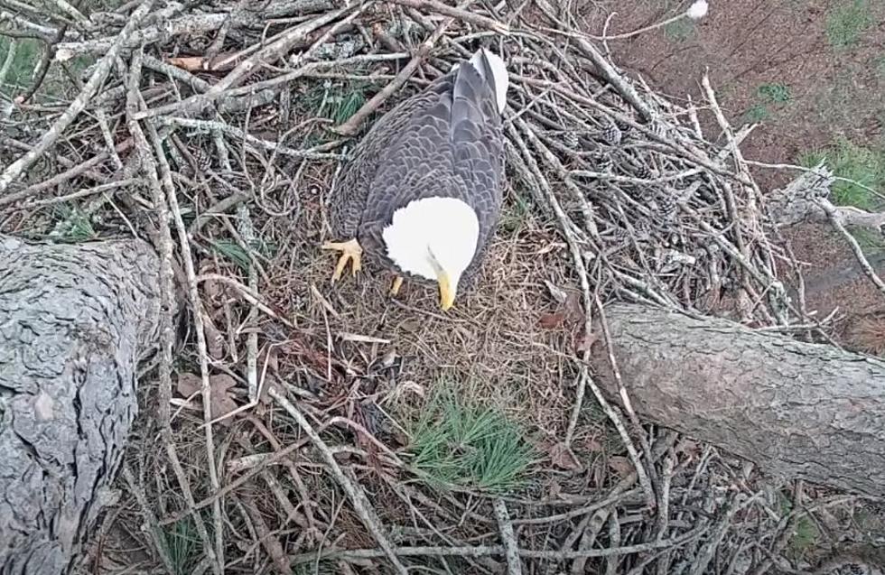 Louisiana&#8217;s Cypress Black Bayou &#8216;Eagle Cam&#8217; is a Live Look at Nature&#8217;s Beauty