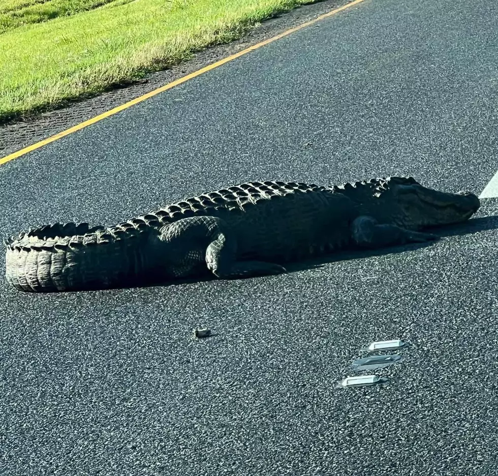 Huge Gator Slows Morning Commute on I-49 Near Natchitoches