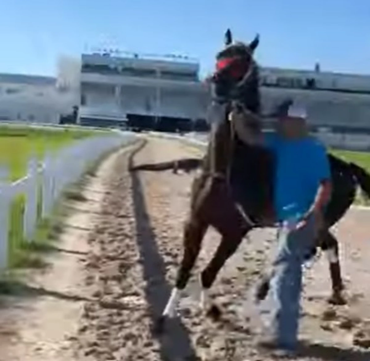 Watch as Alligator Makes it onto Louisiana Horse Racing Track