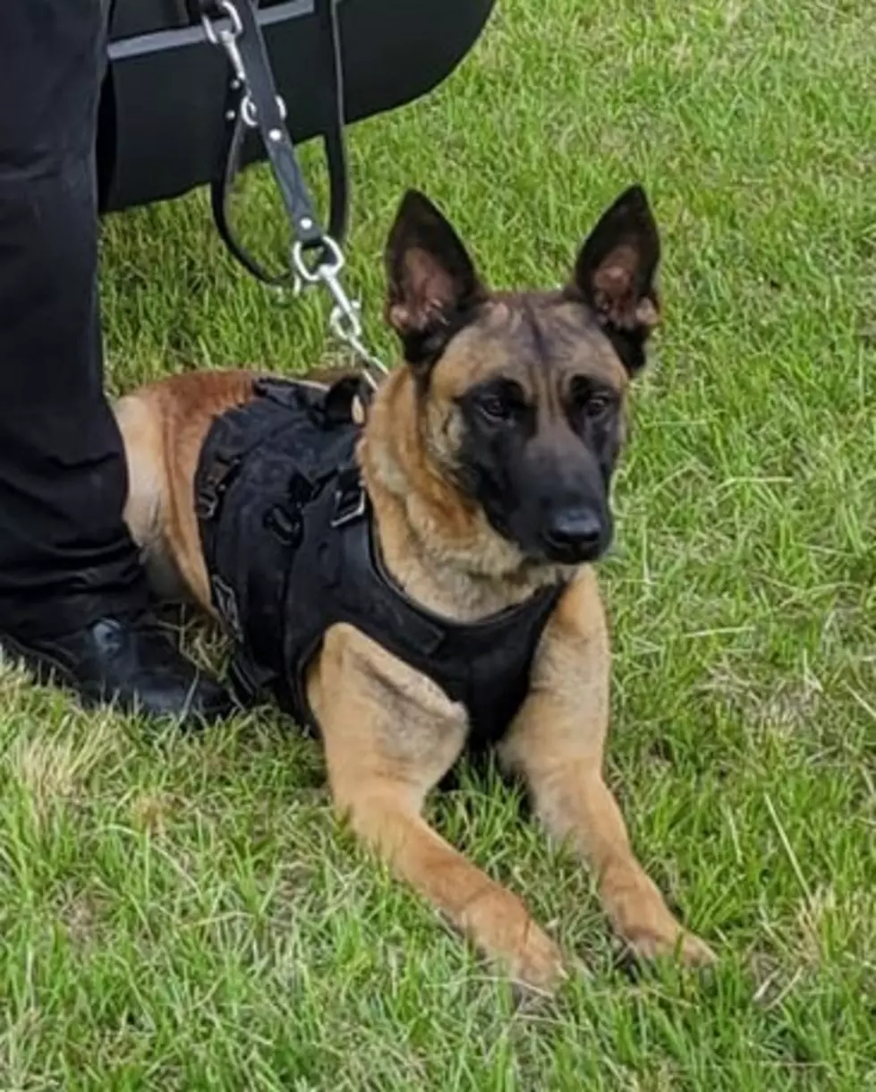 Shreveport Police K-9 Assists in Stopping Burglary in Progress