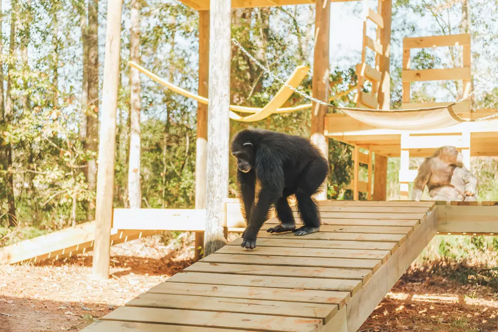 Chimp Haven Opens New Pavillion