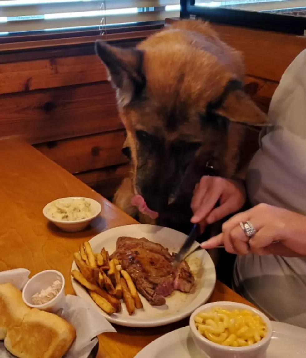 People Go Nuts as Veteran Dog Eats Free Meal At Texas Roadhouse