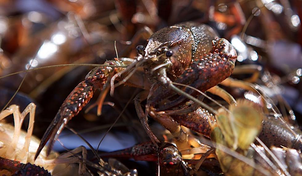 Effects Of Drought And Heat On Louisiana Crawfish Crop For 2024