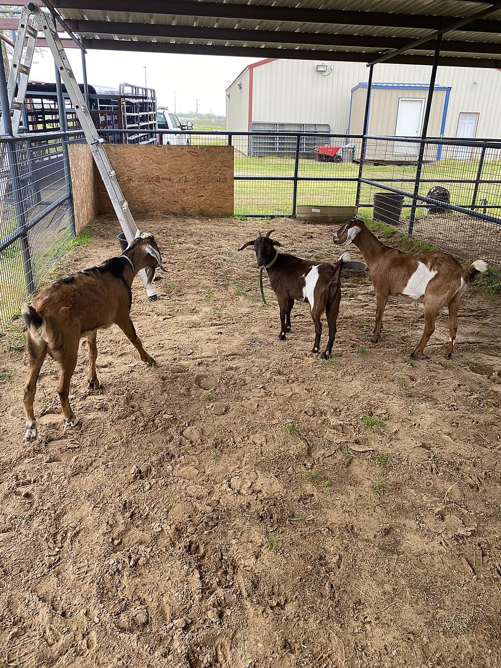 Caddo Sheriff's Department Asks: Are You Looking for Your Goats?