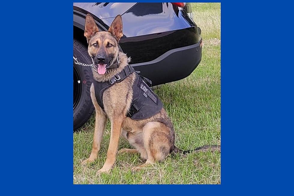 Shreveport K9 Officer Enzo Makes Arrest