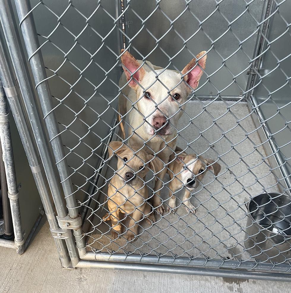 Caddo Sheriff Saves Puppies and Momma Dog from Busy Roadway