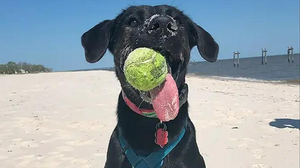 Louisiana Dog Sets Guinness Record for Amazing Tongue
