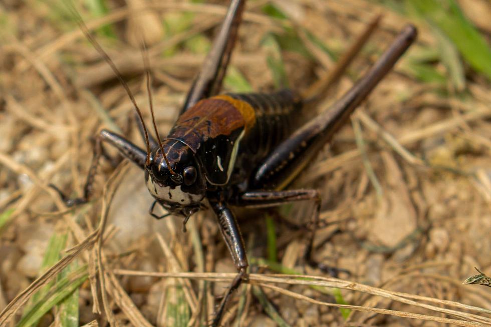 Louisiana Facing an Insect Infestation