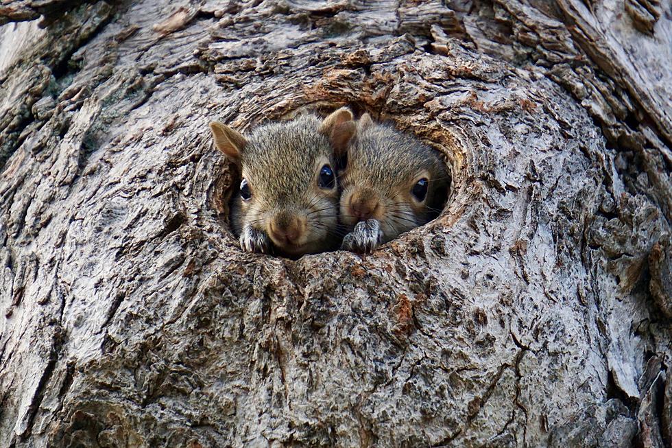 Is Louisiana About to Be Overtaken By Squirrels? Find Out Why