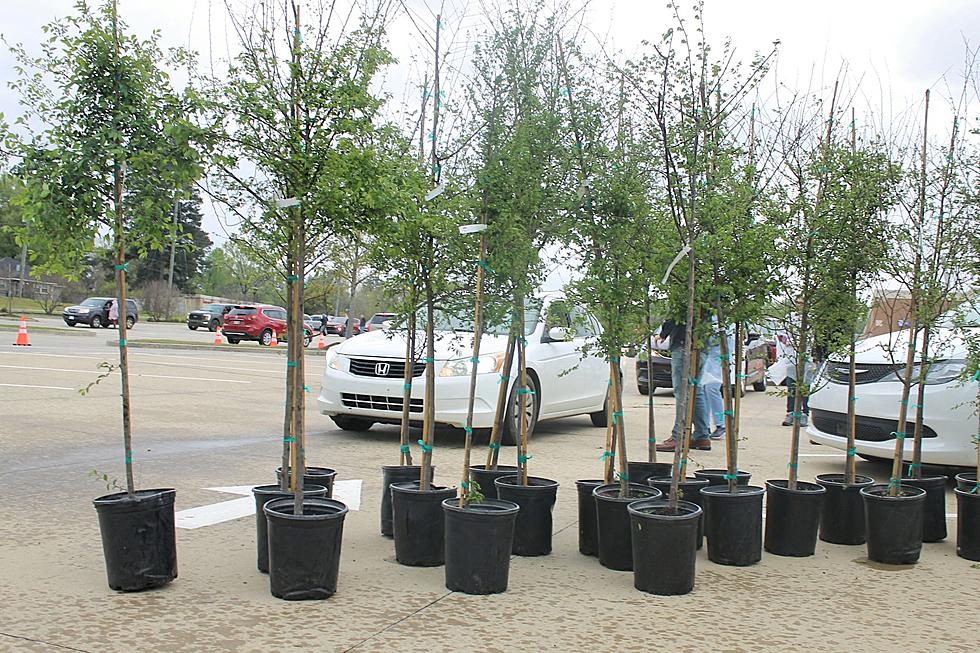 Trees Are Being Given Away in Bossier City this Month