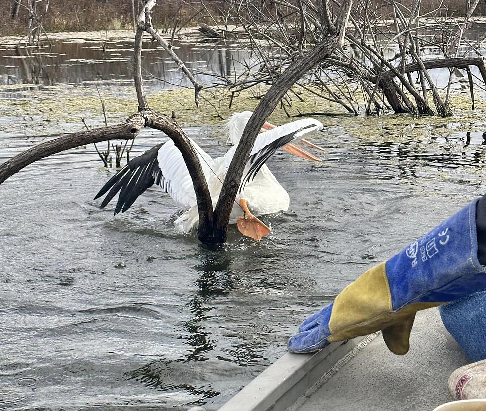 See Amazing Rescue of Pelican at Shreveport Park