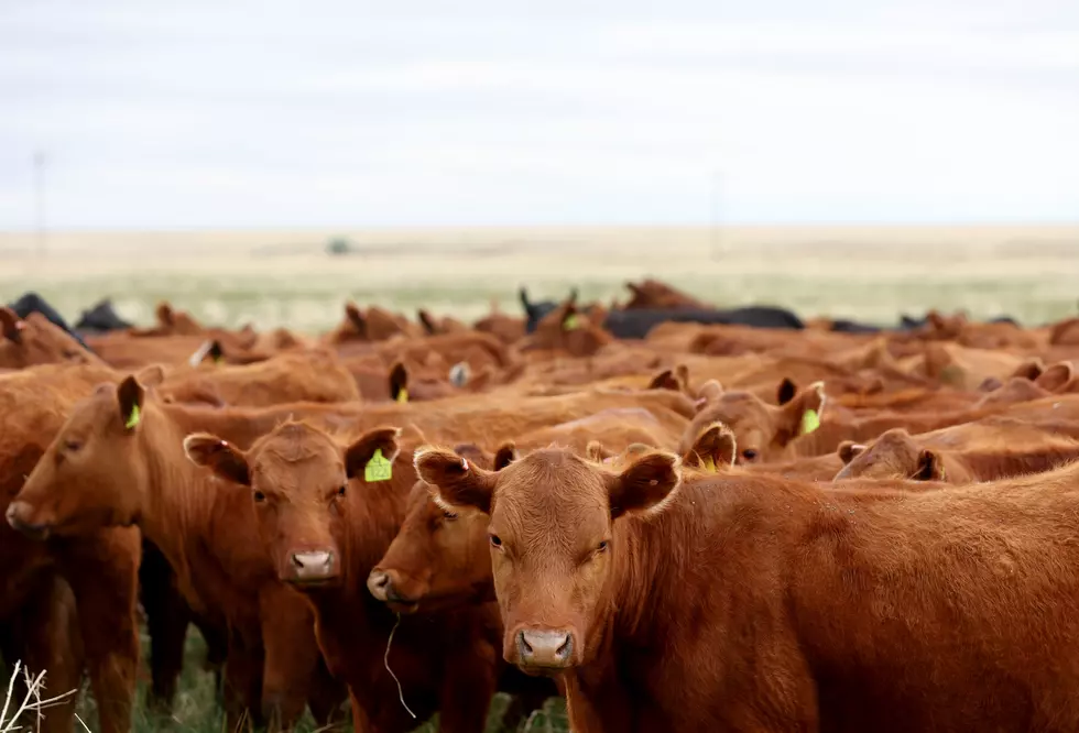 Louisiana Man Charged with Cattle Rustling&#8230; in 2024?