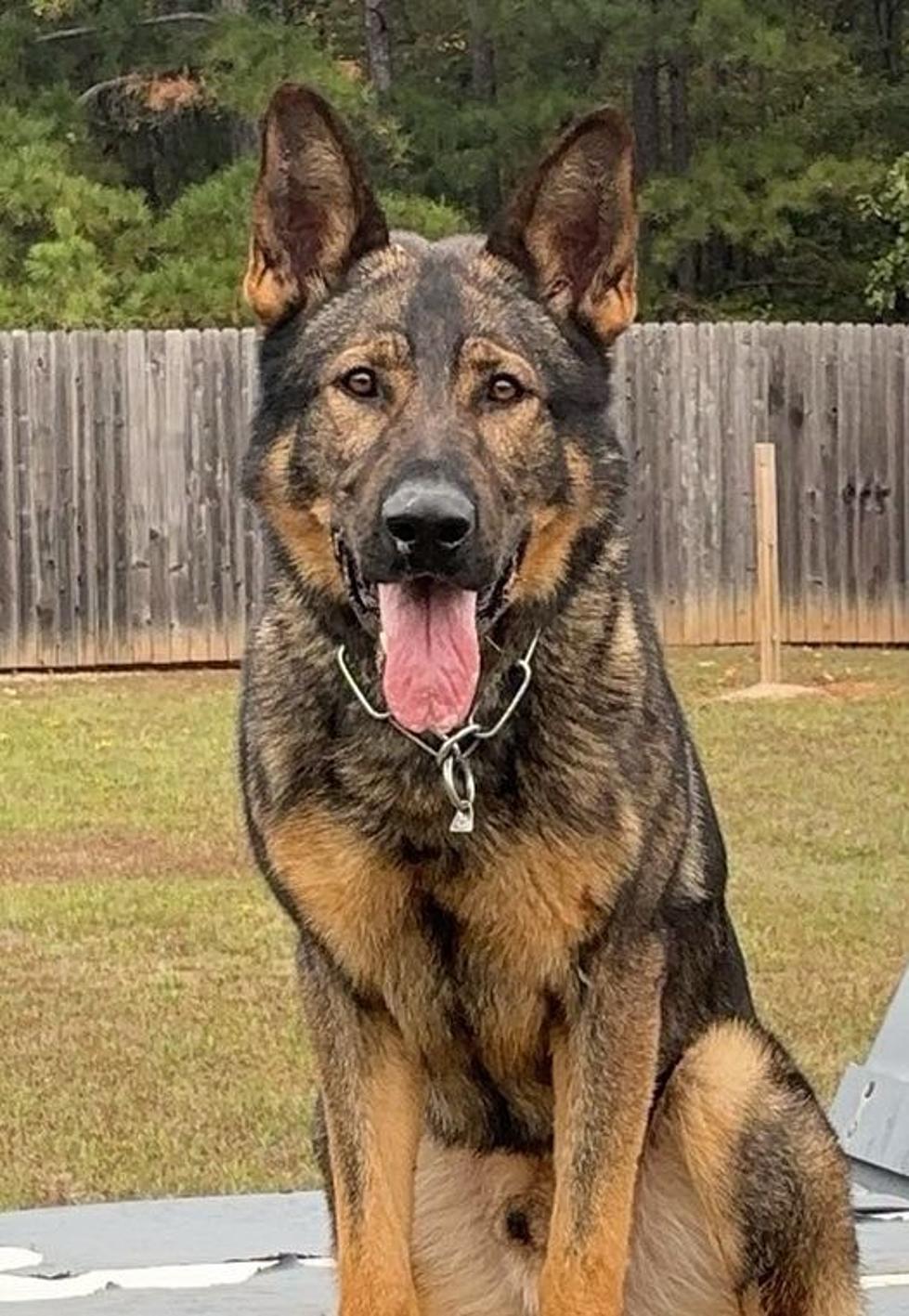 Another SPD K9 Tells New K9 “Storm”: Hold my Beer