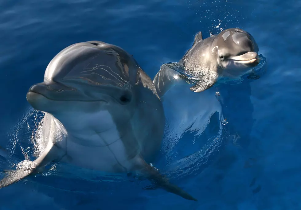 Dolphin Found Shot on Louisiana Beach, Big Cash Reward Offered for Answers