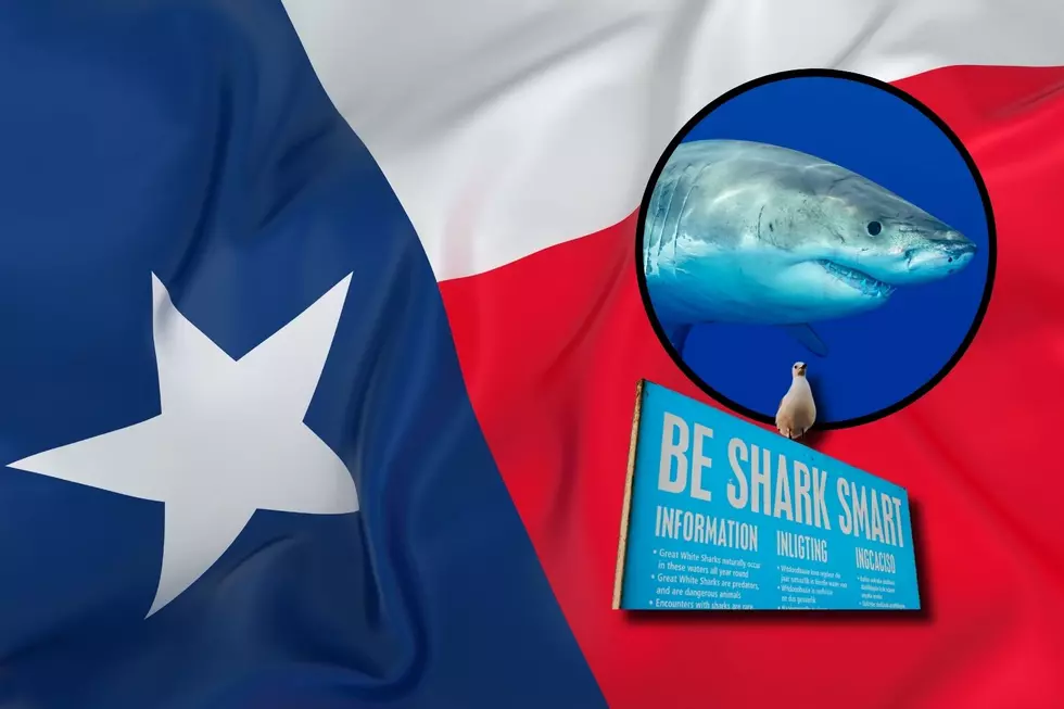 Texas in Top 10 For States With Highest Rate of Shark Attacks