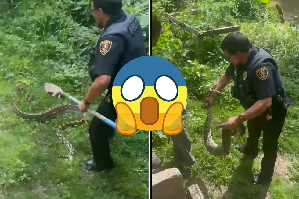 VIDEO: Louisiana Officer Captures 12 Ft Python in Houma, LA