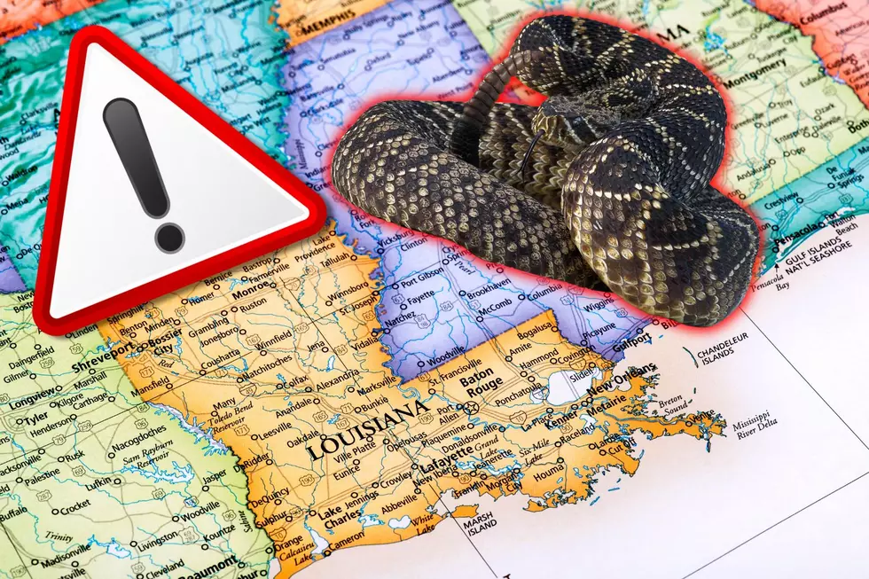 BEWARE: Venomous Snakes To Avoid in Louisiana