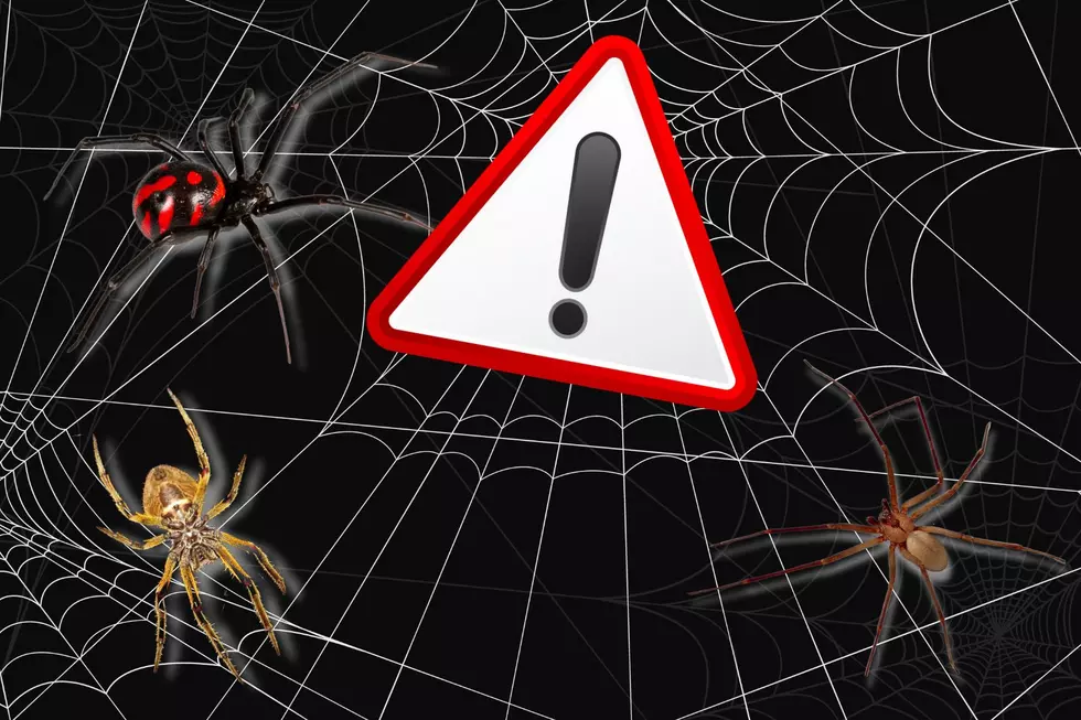 BEWARE: Venomous & Potentially Deadly Spiders to Avoid in Louisiana