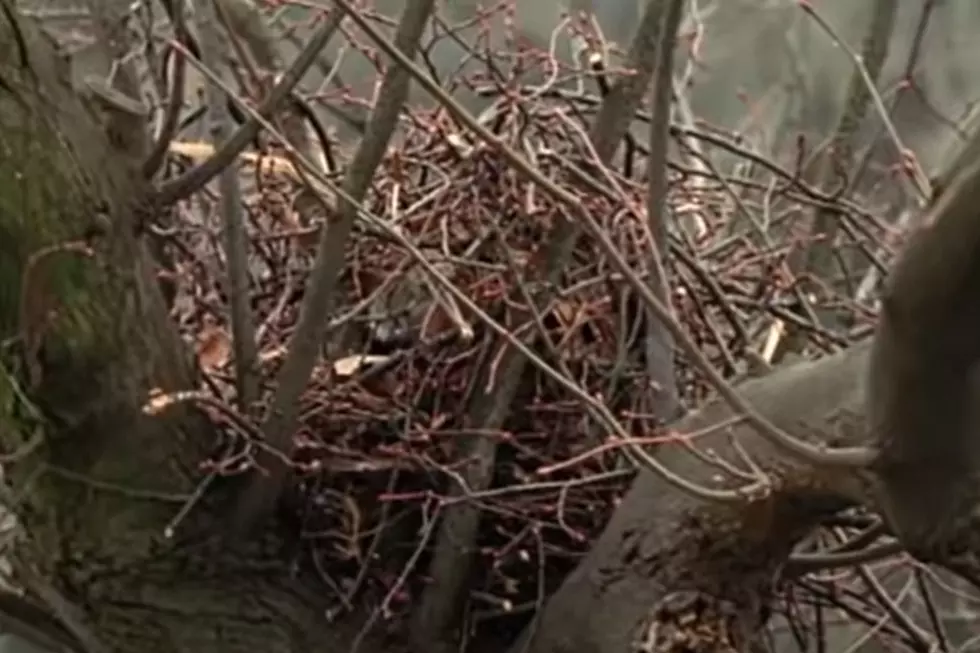 That Huge Ball of Leaves in Louisiana Trees Isn&#8217;t a Bird Nest