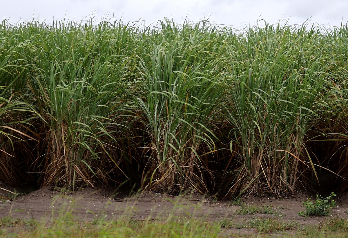 Coca-Cola’s Cane Sugar Switch Could Rejuvenate Louisiana Farms