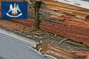 Louisiana Homeowners Warned About Termites