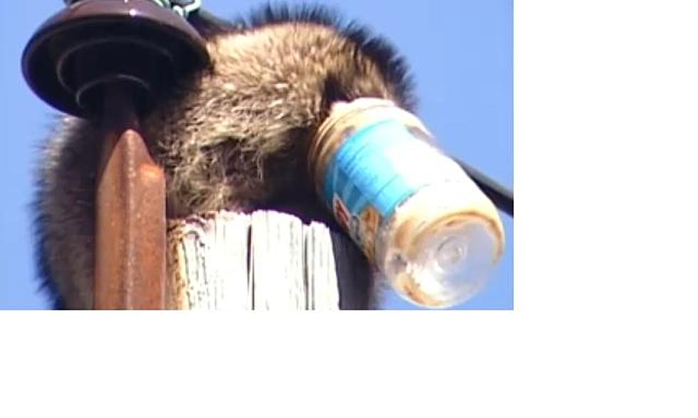 Raccoons Head Stuck in Peanut Butter Jar [VIDEO]