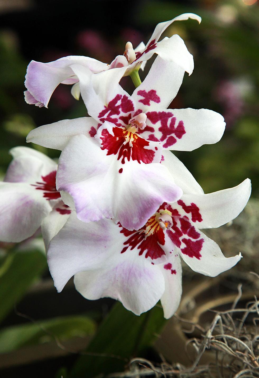 Orchid Show and Plant Sale