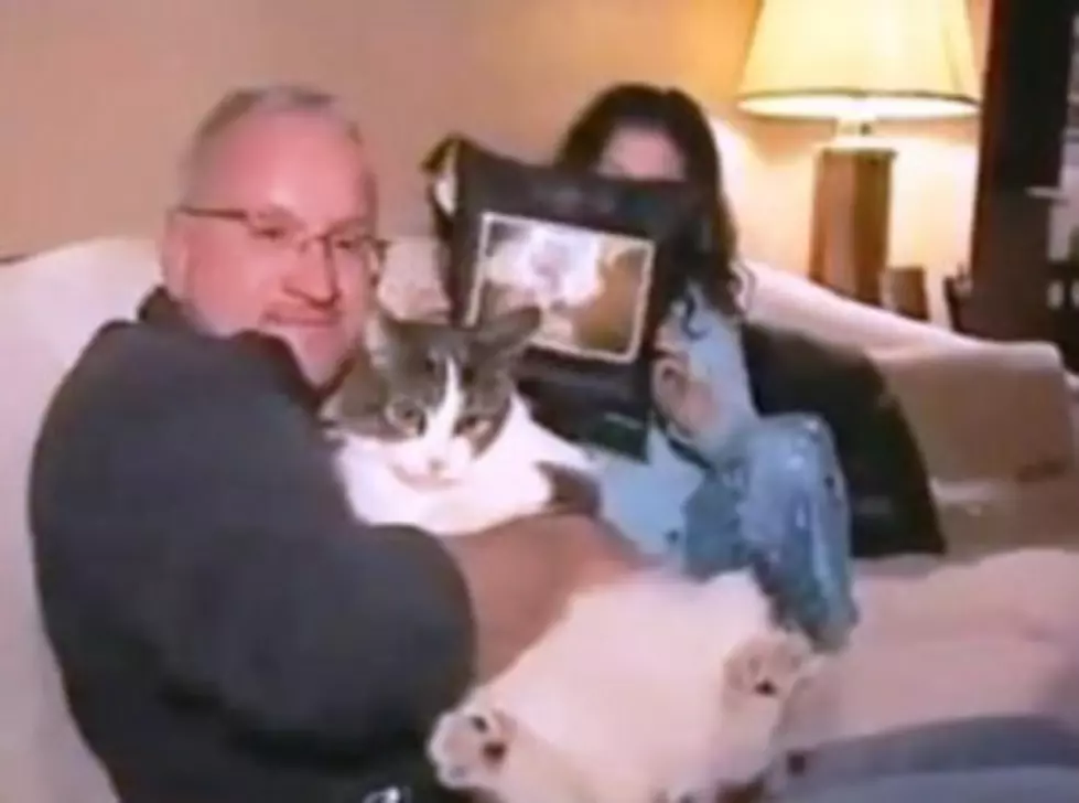 Here Kitty Kitty, Time For Cat Jury Duty [VIDEO]