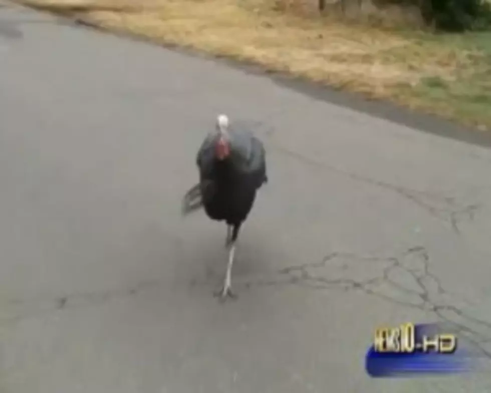 Wild Turkey Attacks TV Reporter [VIDEO]
